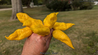 Pineapple Ghost - Pepper Seeds - White Hot Peppers